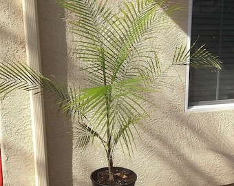 Wedding Palm - Live Plant in a 3 Gallon Growers Pot - Lytocaryum Weddellianum - Extremely Rare Ornamental Palms of Florida