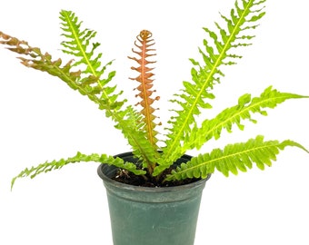 Brazilian Tree Fern - Live Plants in 6 Inch Pots - Blechnum Brasiliense 'Volcano' - Extremely Rare and Exotic Ferns from Florida