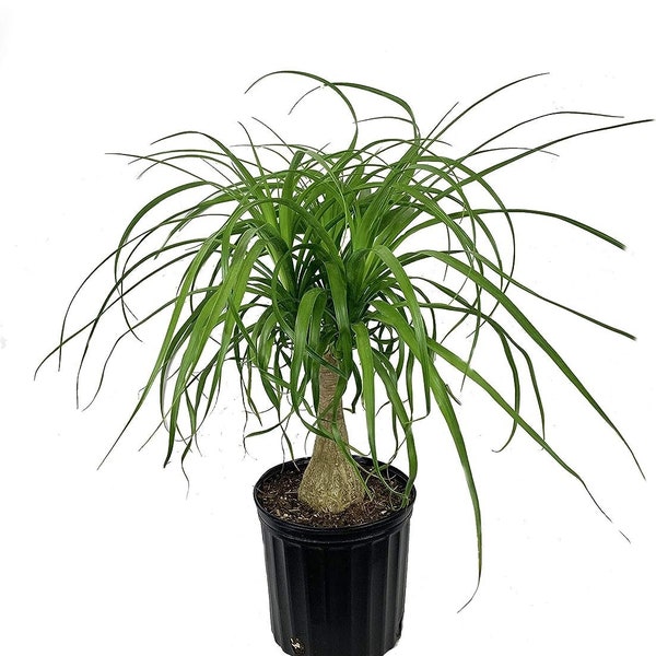 Ponytail Palm - Live Plant in a 10 Inch Pot - Beaucarnea Recurvata - Beautiful Clean Air Indoor Succulent Houseplant