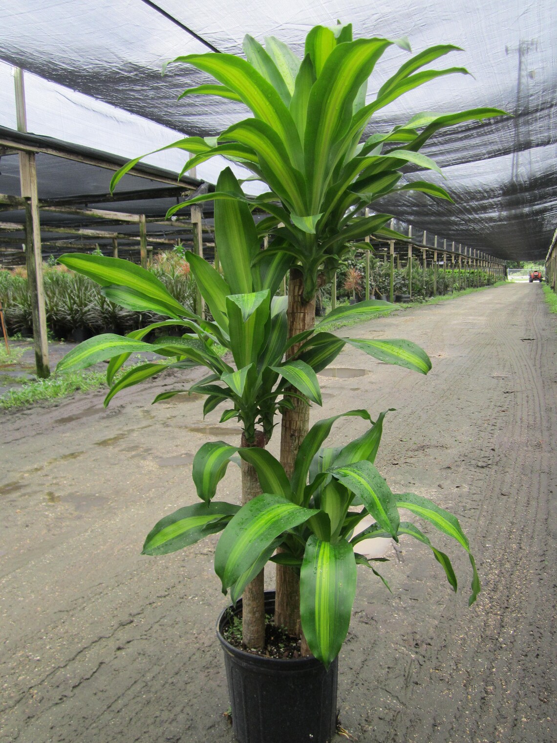 Mass Cane Plant Toxic