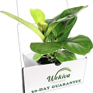 Fiddle Leaf Fig - Live Plants in 4 Inch Pots - Ficus Lyrata - Beautiful Easy to Grow Air Purifying Indoor Plant
