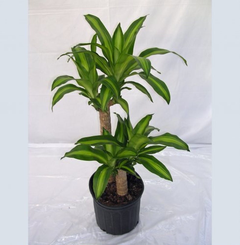 Dracaena Mass Cane Live Plant in a 10 Inch Pot 2 Staggered Etsy