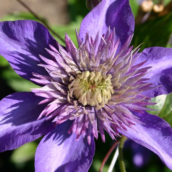 Clematis Multi Blue - Live Plant in a 4 Inch Growers Pot - Clematis 'Multi Blue' - Starter Plants Ready for The Garden - Beautiful Lavender