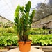 see more listings in the Houseplants section