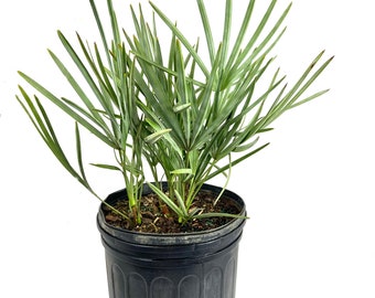 Silver Saw Palmetto - Live Plant in a 3 Gallon Growers Pot - Serenoa Repens - Rare Ornamental Palms of Florida