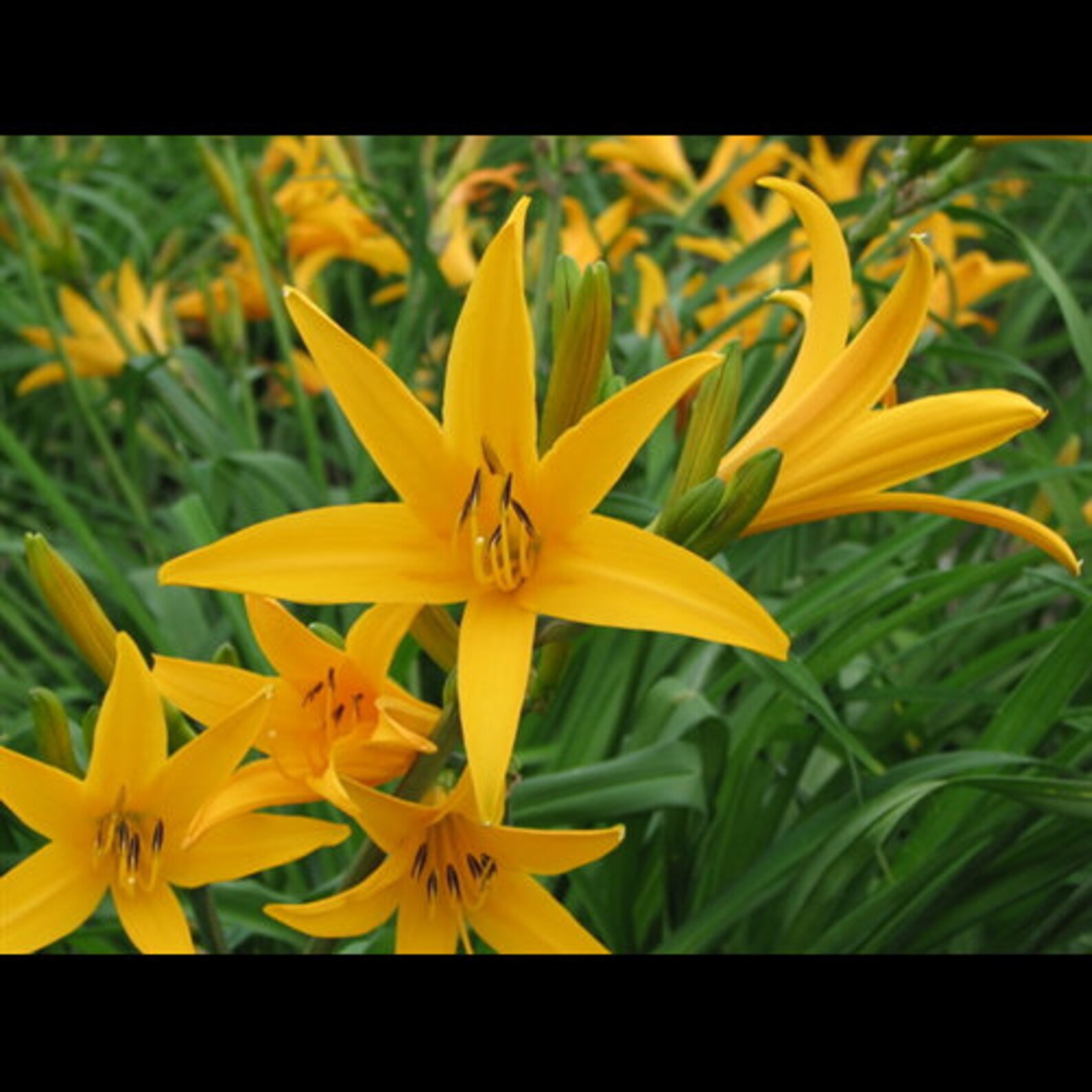 Aztec Gold Daylily Live Plant in a 6 Inch Pot Hemerocallis | Etsy