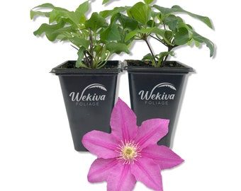 Clematis Abilene - Live Starter Plant in a 2 Inch Growers Pot - Starter Plants Ready for The Garden - Bold and Beautiful Pink Flowering Vine