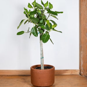 Ficus Audrey Standard - Live Plant in a 10 Inch Pot - Ficus Benghalensis - Beautiful Ornamental Interior Tree