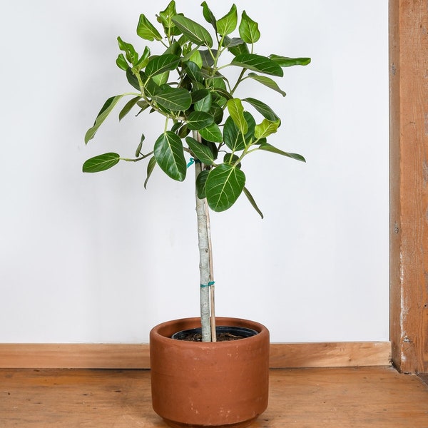 Ficus Audrey Standard - Live Plant in a 10 Inch Pot - Ficus Benghalensis - Beautiful Ornamental Interior Tree