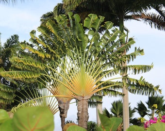 Traveler's Palm - Live Plant in a 3 Gallon Growers Pot - Ravenala Madagascariensis - Extremely Rare Ornamental Palms of Florida