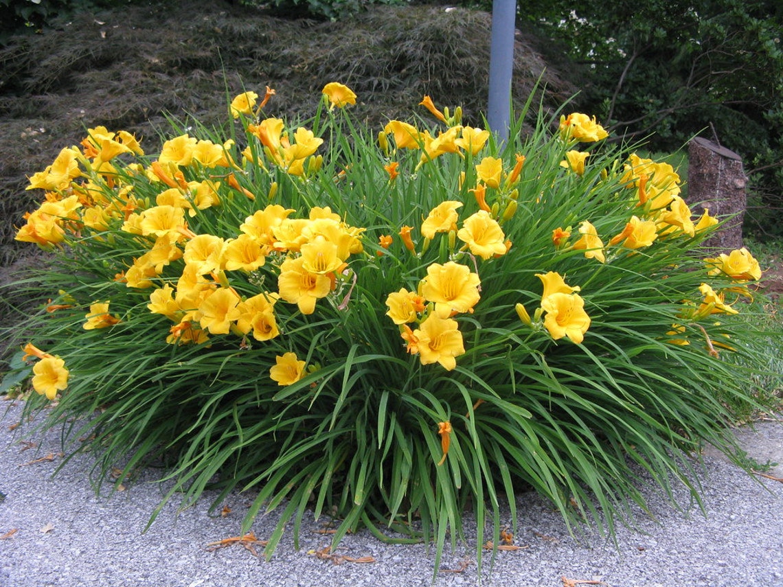Stella De Oro Dwarf Daylily Live Plant in a 6 Inch Pot Etsy