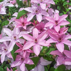 Clematis Hagley Hybrid Live Plant in a 4 Inch Growers Pot Clematis 'Hagley Hybrid' Starter Plants Ready for The Garden Beautiful image 3