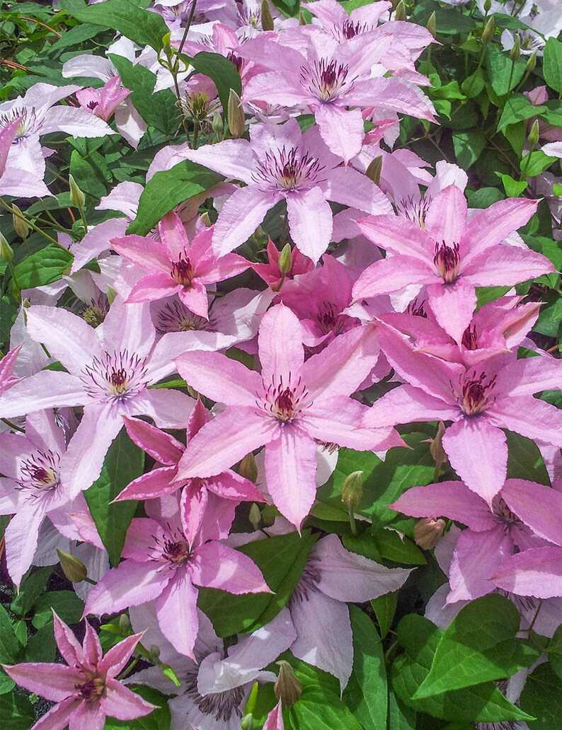 Clematis Hagley Hybrid Live Plant in a 4 Inch Growers Pot Clematis 'Hagley Hybrid' Starter Plants Ready for The Garden Beautiful image 3