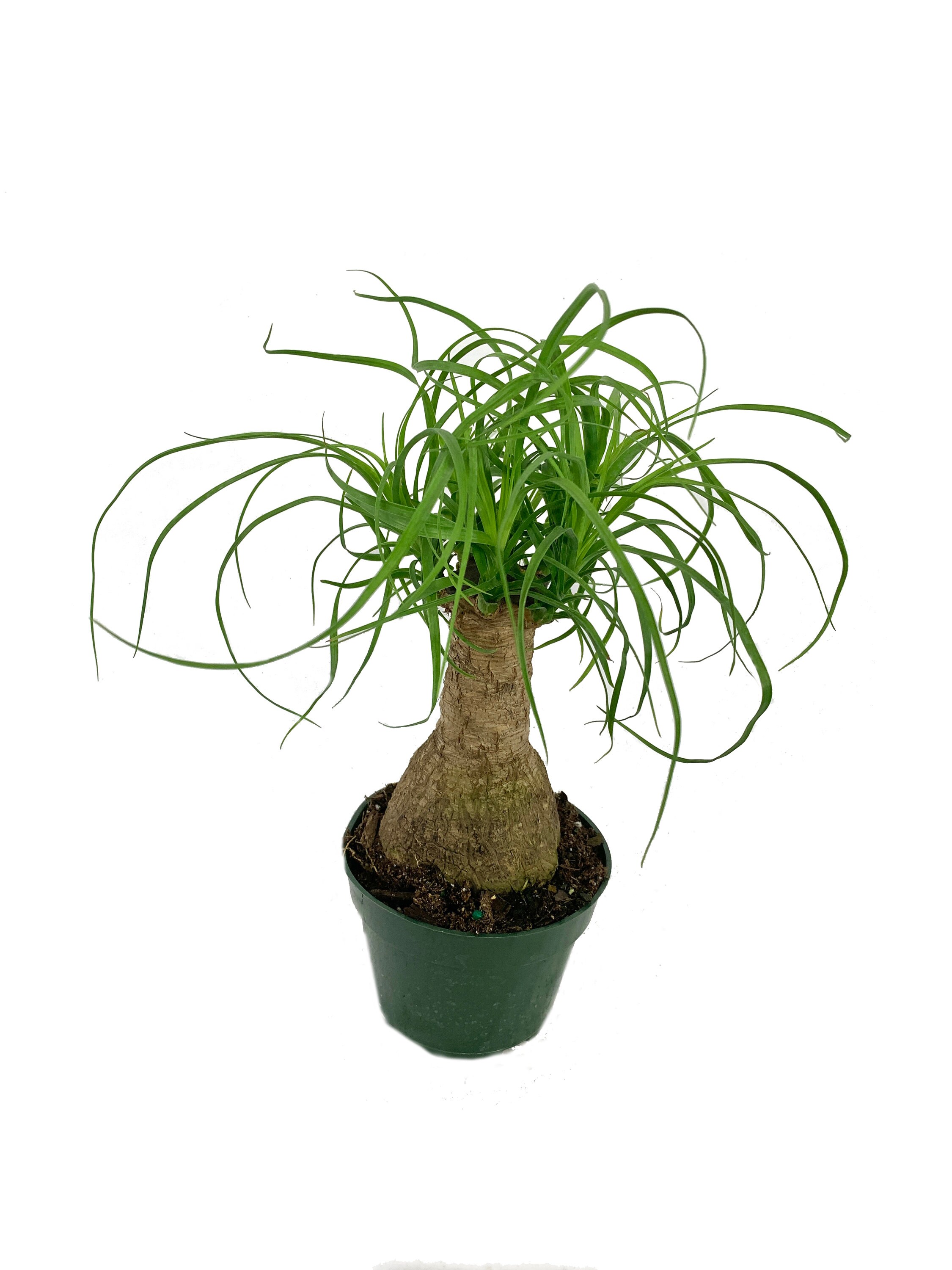 Ponytail Palm Live Plant Primium Foliage Plant Fit 4 Pot Ponytail Palm Live Plant Primium Foliage Plant Fit 4 Pot