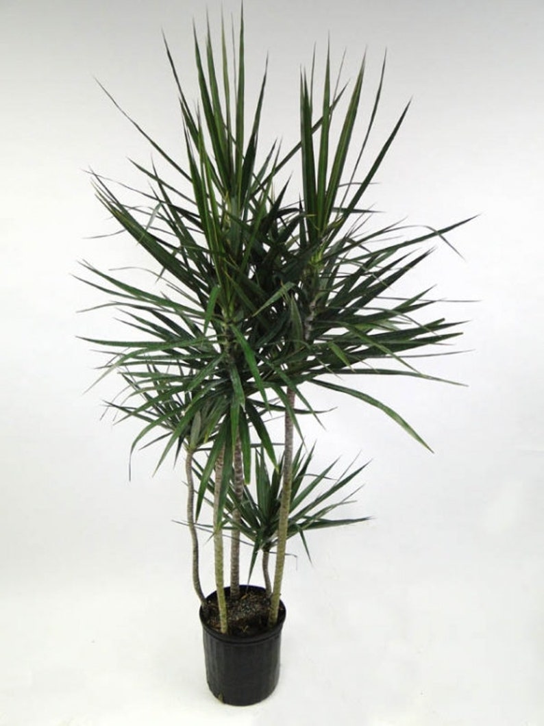 dracaena marginata care dracaena marginata care