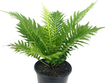 Silver Lady Tree Fern - Live Plant in a 6 Inch Growers Pot - Blechnum Gibbum 'Silver Lady' - Tropical Fern for The Home and Garden