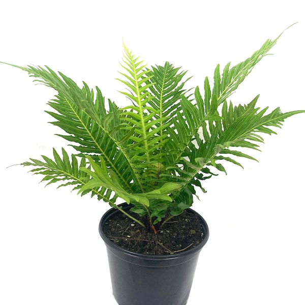 Silver Lady Tree Fern - Live Plant in a 6 Inch Growers Pot - Blechnum Gibbum 'Silver Lady' - Tropical Fern for The Home and Garden