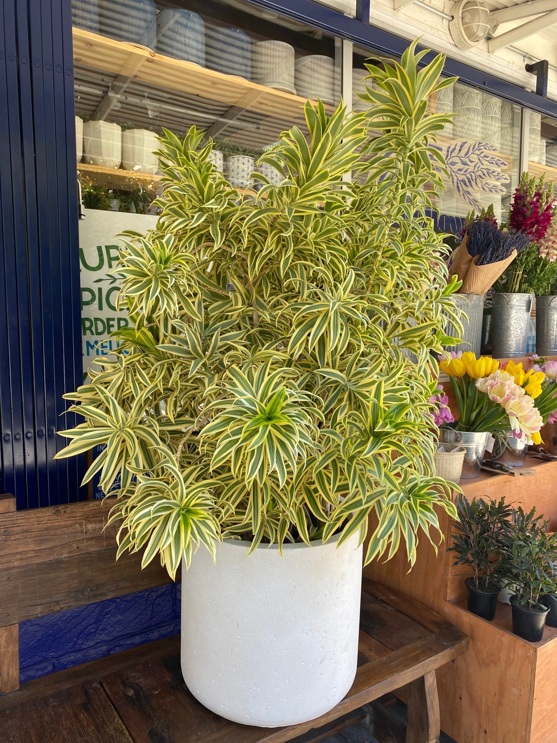 Song Of India Plant