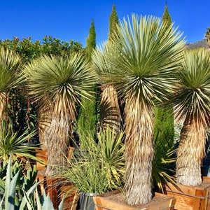 Silver Yucca Live Plant in a 1 Gallon Growers Pot Yucca Rostrata Rare Outdoor Ornamental Slow Growing Evergreen Tree image 5