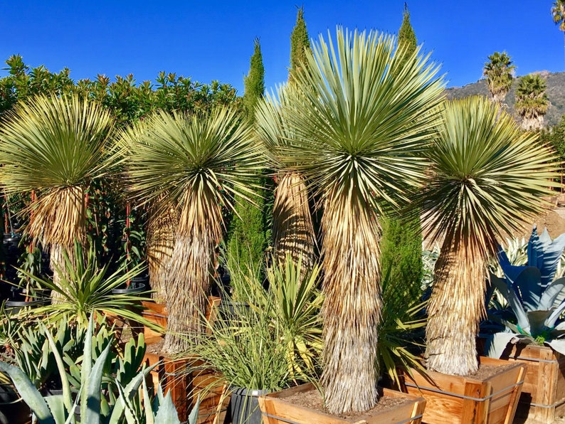 Silver Yucca Live Plant in a 1 Gallon Growers Pot Yucca Rostrata Rare Outdoor Ornamental Slow Growing Evergreen Tree image 5