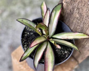 Hoya Wayetti Wax Plant - Live Plant in a 4 Inch Pot - Hoya Carnosa 'Wayetti' - Unique and Captivating Houseplant with Colorful Foliage