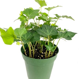 Green English Ivy - Live Plants in 4 Inch Pots - Hedera Helix - Beautiful Easy Care Indoor Air Purifying Houseplant Vine
