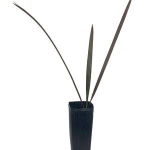 Silver Bismarck Palm - Live Plant in a 6 Inch Growers Pot - Bismarckia Nobilis - Rare Ornamental Palms of Florida
