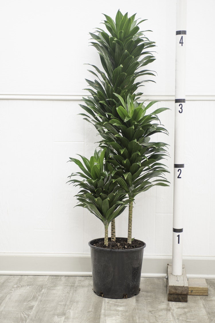 LIVETRENDS Urban Jungle Dracaena Janet C Compacta in 4-inch Grower Po, Live Plant 