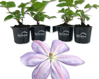 Clematis Miss Cholmondeley - Live Starter Plants in 2 Inch Growers Pots - Starter Plants Ready for The Garden - Beautiful Lavender...