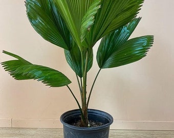 Vanuatu Fan Palm - Ruffled Fan Palm - Live Plant in a 1 Gallon Pot - Licuala Grandis - Extremely Rare Ornamental Palms of Florida