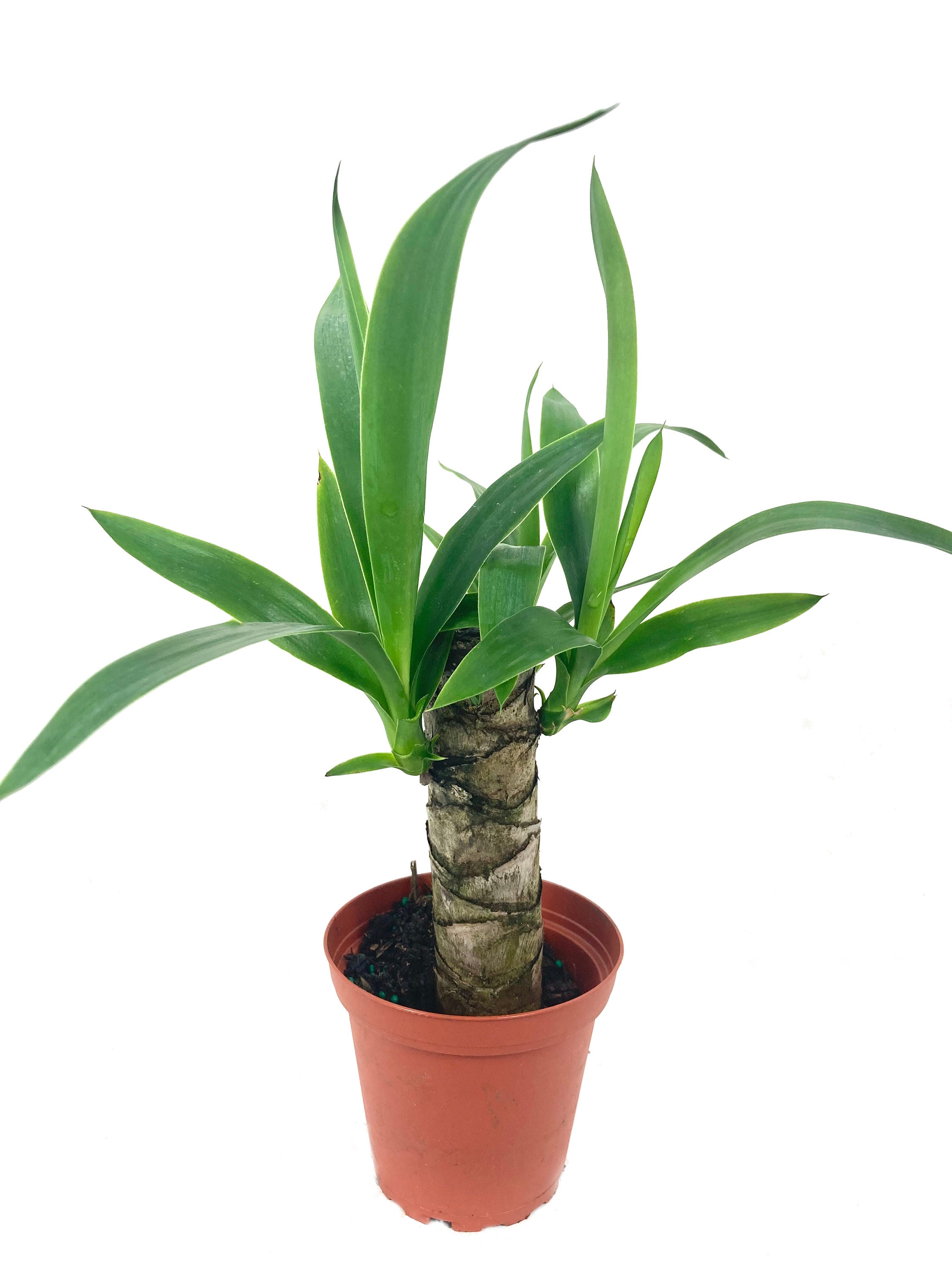 Yucca Cane Plant Live Plant in a 4 Inch Pot Yucca Etsy