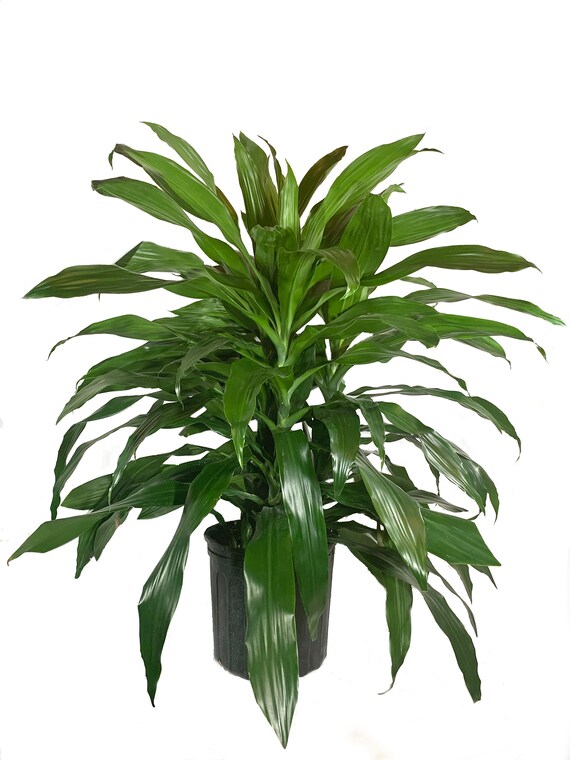 Dracaena Craig Live Plant in an 10 Inch Growers Pot Etsy