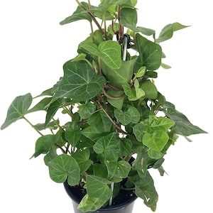 English Ivy Tree - Live Plants in 4 Inch Pots - Hedera Helix - Florist Quality - Stylish Air Purifying Topiary Houseplant Vine