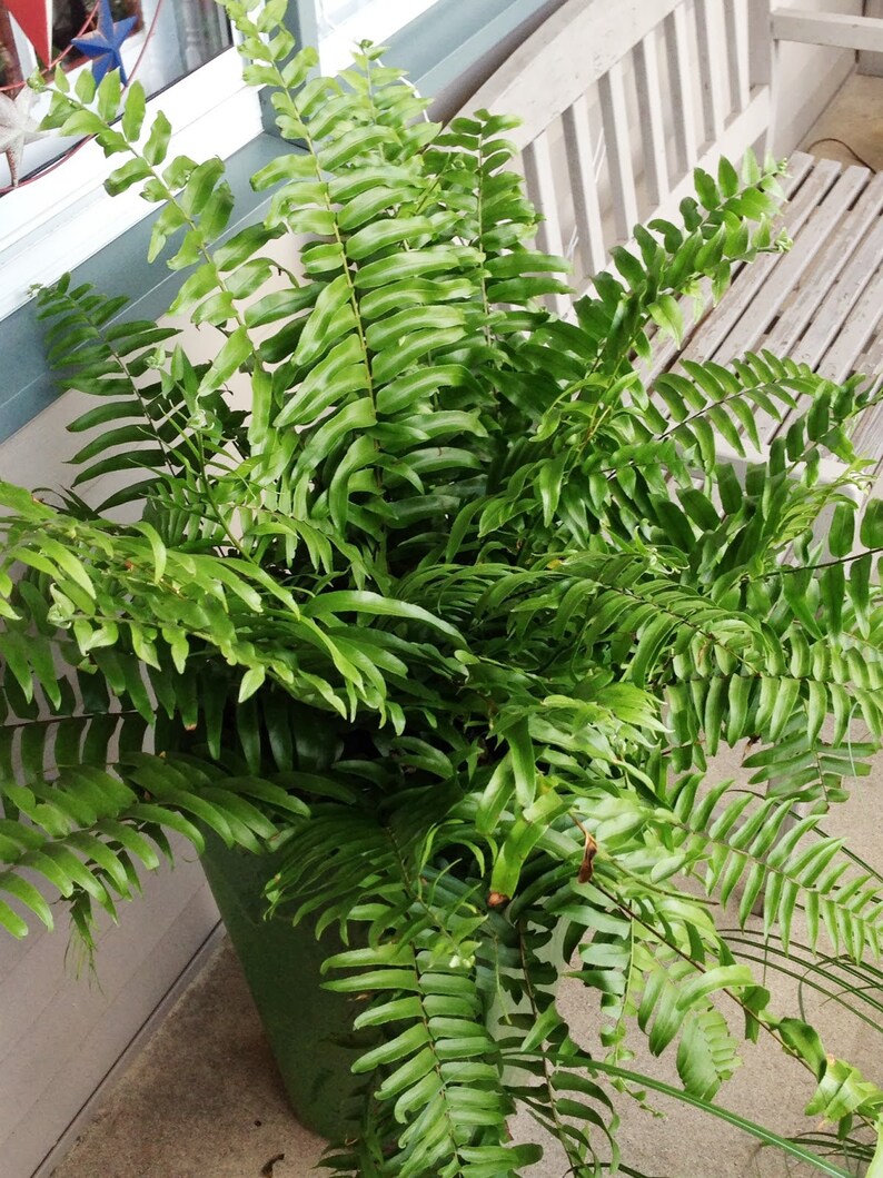 Macho Fern Hanging Basket Live Plant in an 8 Inch Pot Etsy