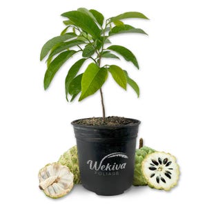 Sugar Apple Tree - Sweetsop - Live Plant in a 1 Gallon Growers Pot - Annona Squamosa - Beautiful Fruit Tree for Patio and Garden