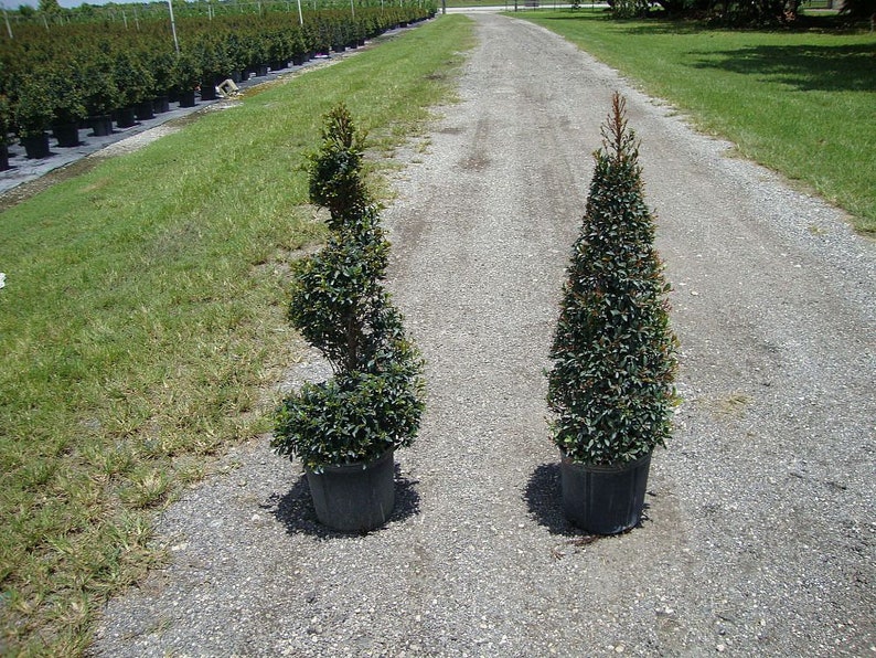 Eugenia Cone Topiary Live Plant in a 10 Inch Pot Eugenia - Etsy