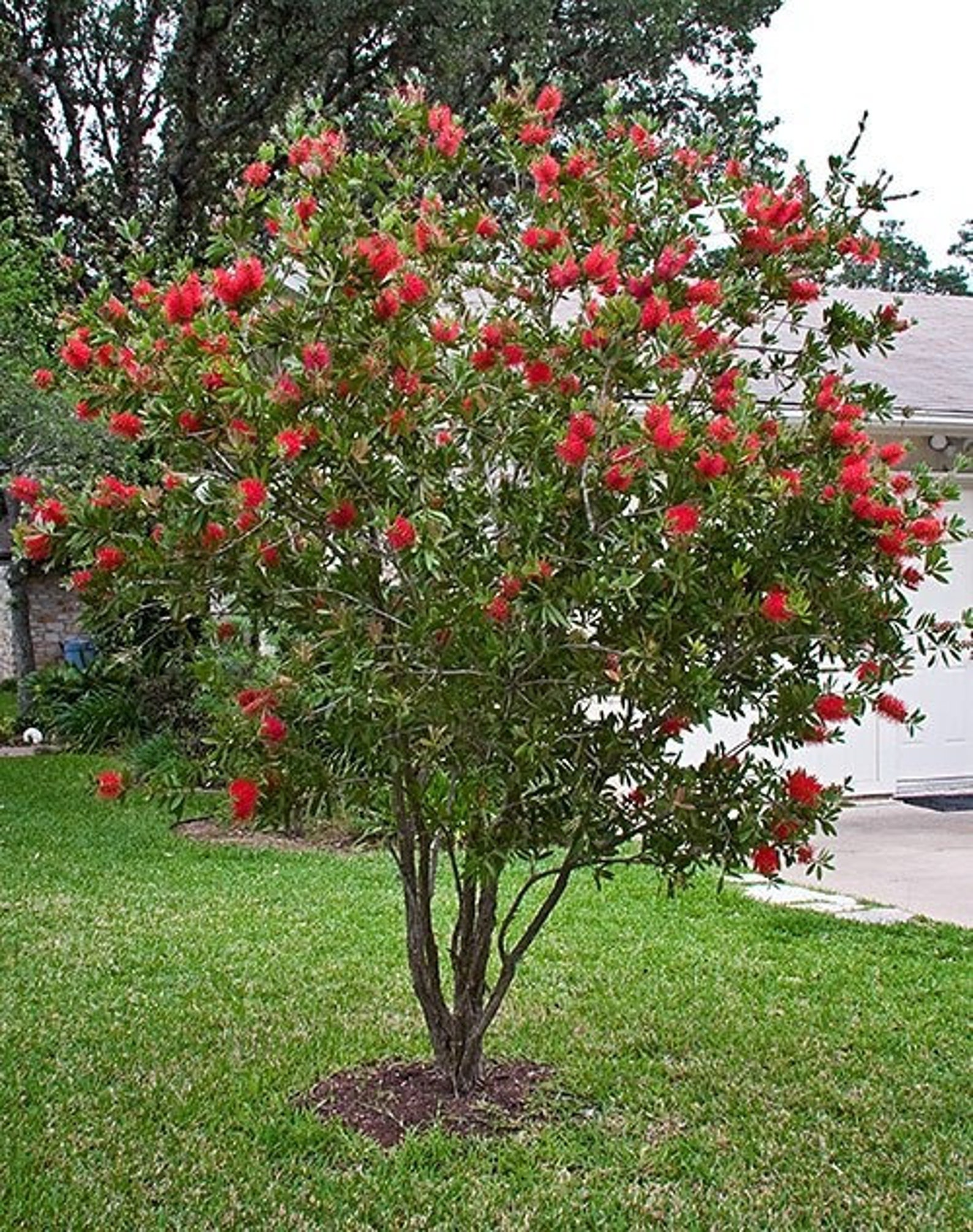 Red Cluster Bottlebrush Live Plant In A 6 Inch Pot Etsy red-cluster-bottlebrush-live-plant-in-a-6-inch-pot-etsy