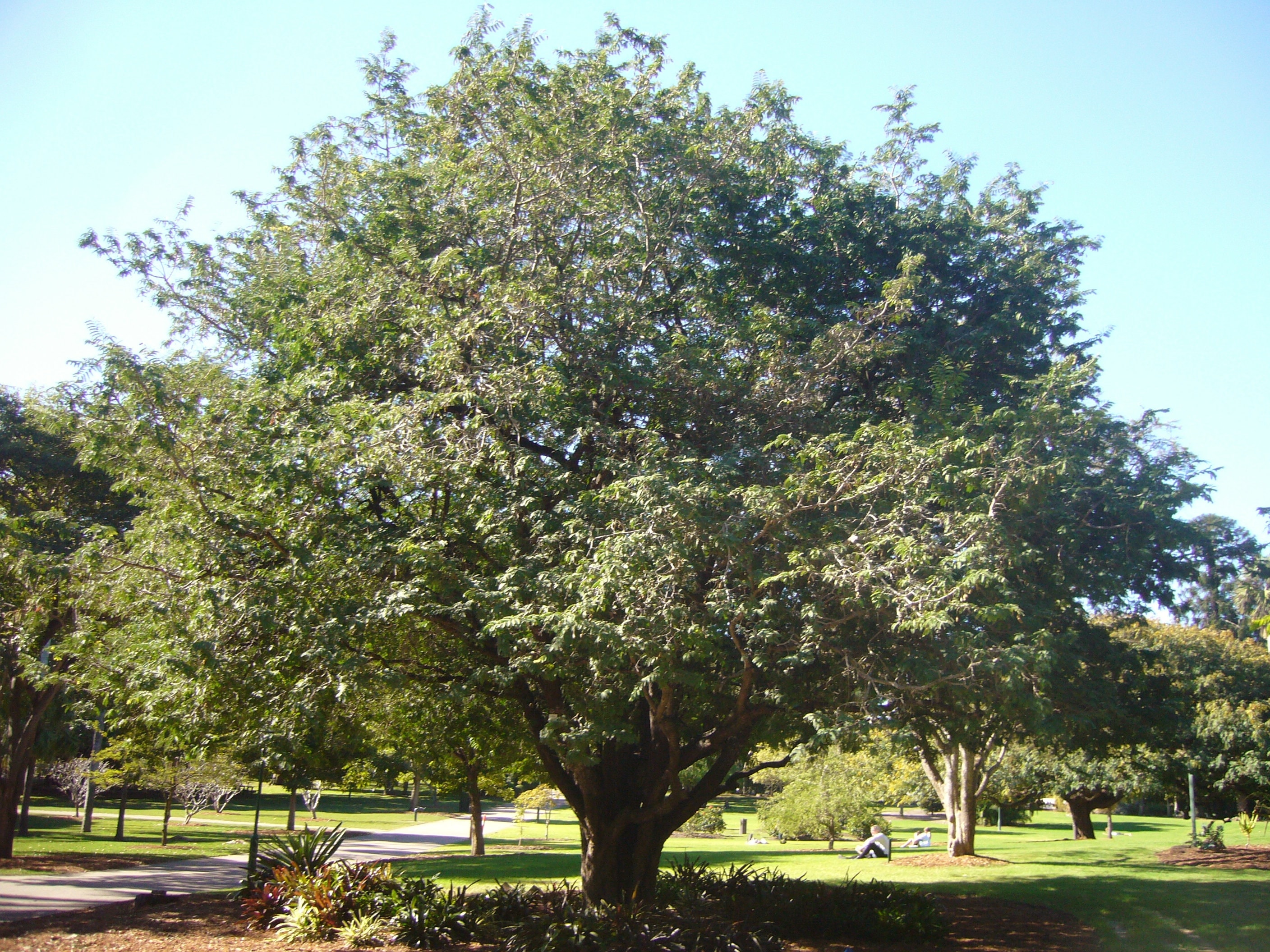 Tamarind Tree Live Tree In A 3 Gallon Pot Tamarindus Etsy Il Fullxfull.2953476234 6r2c