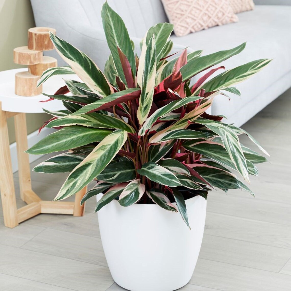Tricolor Stromanthe Prayer Plant Live Plant in a 3 Gallon