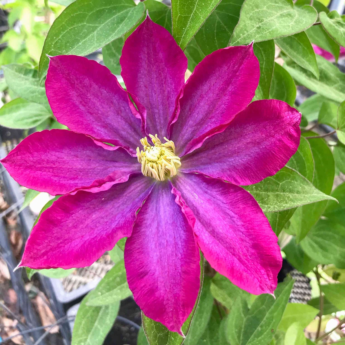 Clematis Pink Champagne Live Plant in a 4 Inch Growers Pot Etsy