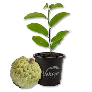 Sugar Apple Tree - Sweetsop - Live Plant in a 4 Inch Growers Pot - Annona Squamosa - Beautiful Edible Fruit Bearing Tree for Patio and...