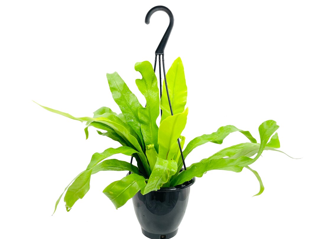Japanese Bird's Nest Fern Hanging Basket Live Plant in a 4 Inch Hanging
