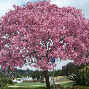 Pink Tabebuia Trumpet Tree Live Plant in a 3 Gallon Pot Tabebuia Heterophylla Beautiful Flowering Tree image 4