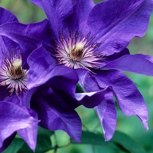 Clematis The President - Live Plant in a 4 Inch Growers Pot - Clematis &#39;The President&#39; - Starter Plants Ready for The Garden - Beautiful