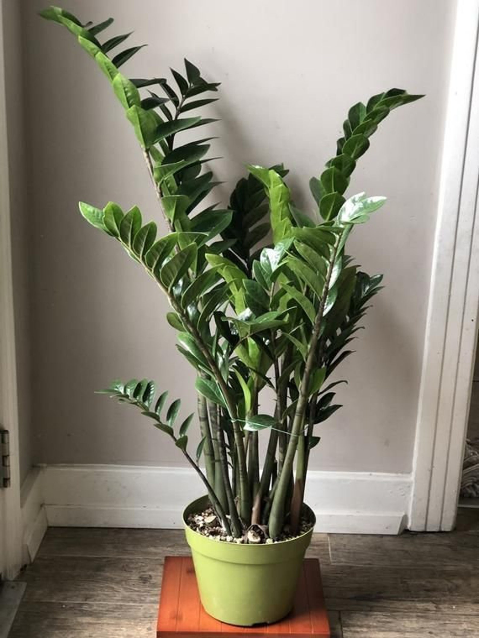 ZZ Plant Live Plant in a 8 Inch Pot Zamioculcas Zamiifolia Etsy