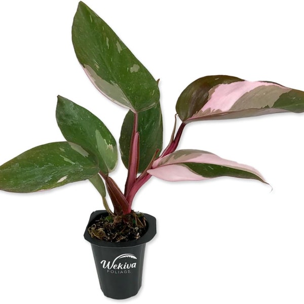 Pink Princess Philodendron - Live Starter Plant in a 2 Inch Pot - Philodendron Erubescens ‘Pink Princess’ - Extremely Rare Indoor Houseplant