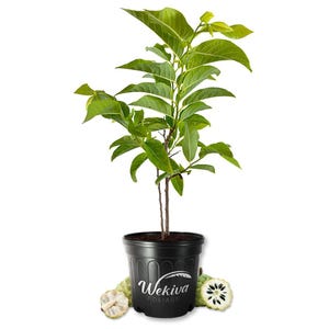 Sugar Apple Tree - Sweetsop - Live Plant in a 3 Gallon Growers Pot - Annona Squamosa - Beautiful Edible Fruit Bearing Tree for Patio and...
