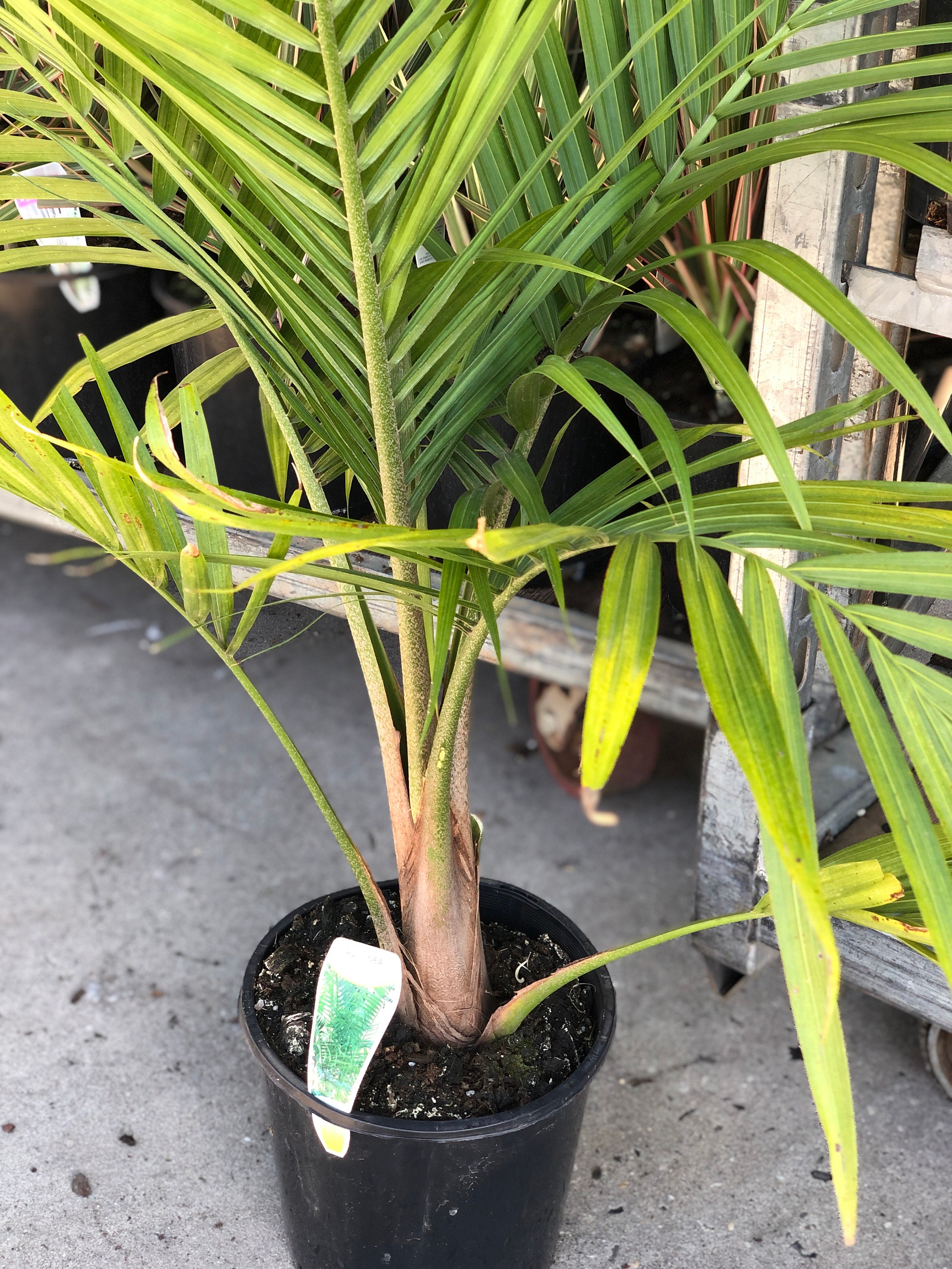 Majesty Palm Live Plant in an 10 Inch Growers Pot Ravenea Etsy