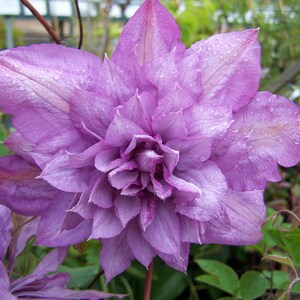 Clematis Proteus - Live Plant in a 4 Inch Growers Pot - Clematis 'Proteus ' - Starter Plants Ready for The Garden - Beautiful Lilac Flower