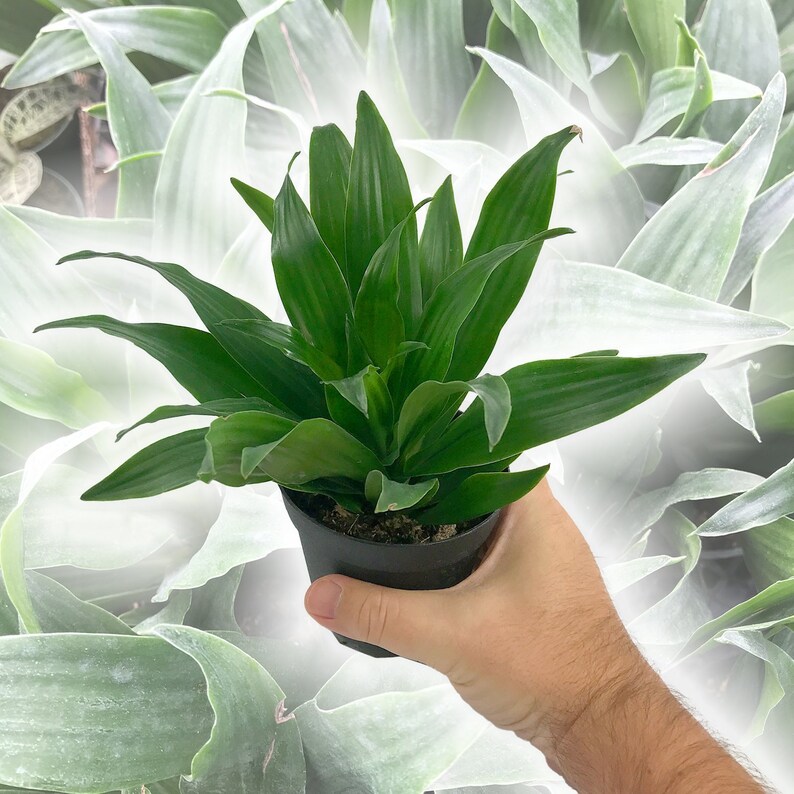 Dracaena Janet Craig Compacta Live Plant in a 4 Inch Pot Dracaena Deremensis 'Compacta' Easy Care Low Maintenance Houseplant image 3